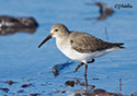 Calidris alpina